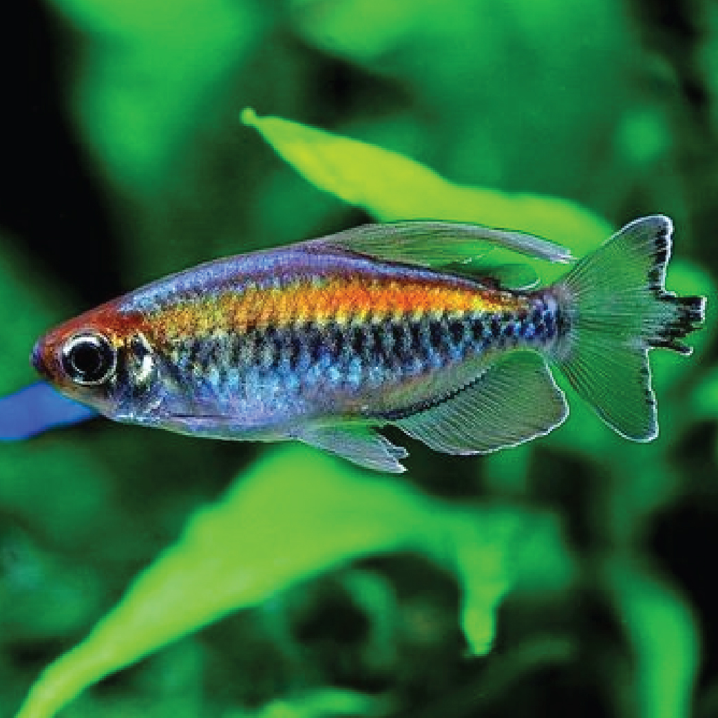 Congo Tetra 刚果灯