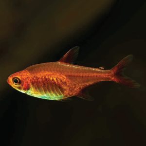 Ember Tetra 喷火灯