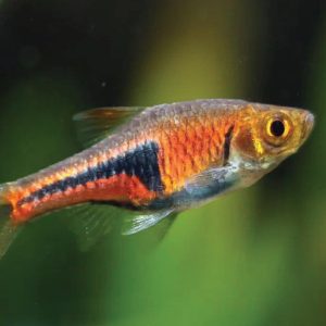 Espei Rasbora 金三角