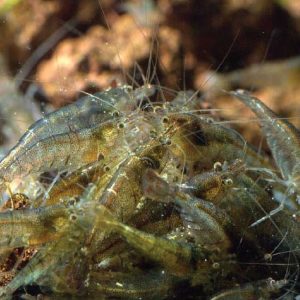 Malaya Shirmp 马来亚虾