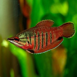 Vaillant's Chocolate Gourami 武士巧克力飛船