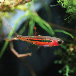 Chili Rasbora 红蚂蚁灯