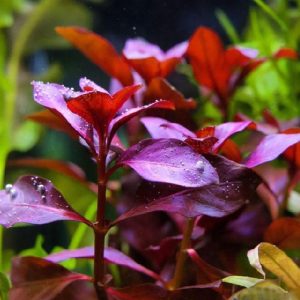 鲁宾叶底红 Ludwigia Repens 'RUBIN'
