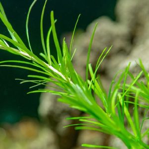 绿松尾 Mayaca Fluviatilis