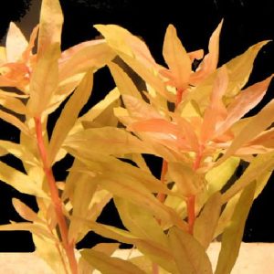 黄金柳 Nesaea Pedicellata