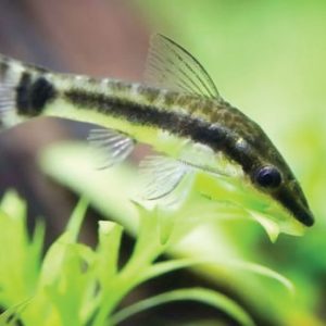 Otocinclus Catfish小精灵