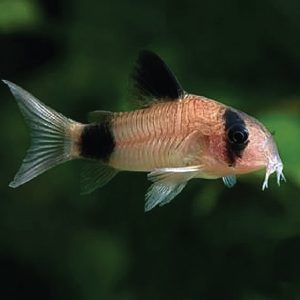 Panda Corydoras 熊猫鼠