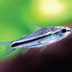 Pygmy Corydoras 精灵鼠