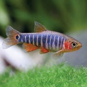 Emerald Dwarf Rasbora 蓝带斑马