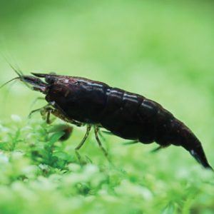 Shrimp - Black Coco 巧克力米虾