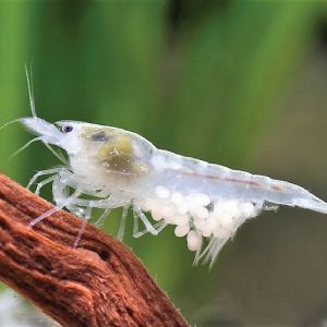 Neocaridina Shrimp - Snow Ball 雪球米虾