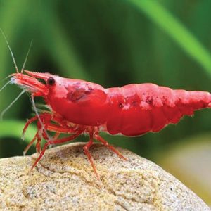 Neocaridina Shrimp - Fire Red 极火米虾