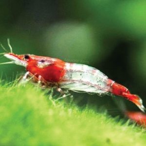 Neocaridina Shrimp - Red Rili 红琉璃米虾
