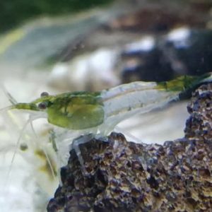 Neocaridina Shrimp - Fiber Rili 绿琉璃米虾