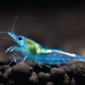 Neocaridina Shrimp - Blue Jelly 蓝丝绒米虾