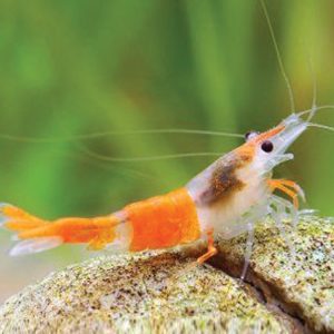Neocaridina Shrimp - Orange Rili 橙琉璃米虾