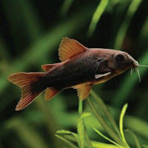 Black Venezuela Corydoras 委内瑞拉黑鼠