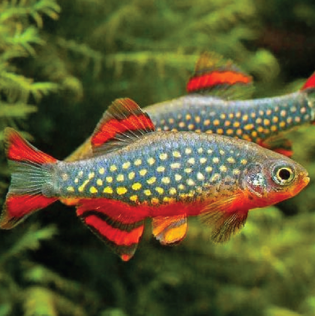 Galaxy Rasbora 火翅金钻