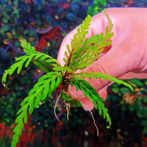 羽裂水蓑衣 Hygrophila Pinnatifida