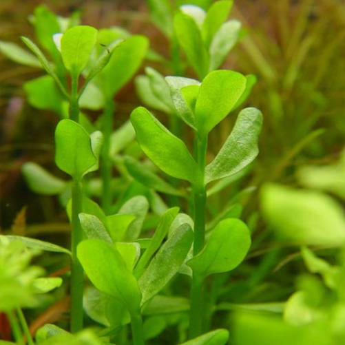 西瓜对叶 Bacopa Monnieri