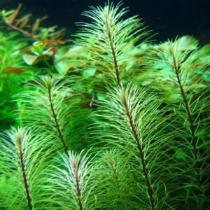 越南百叶 Rotala sp.'Vietnam'