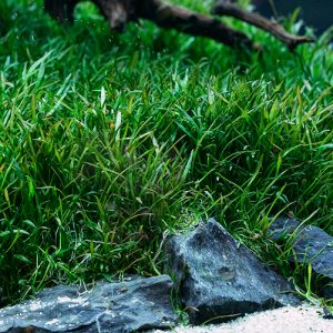 南美针叶 Lilaeopsis Brasiliensis