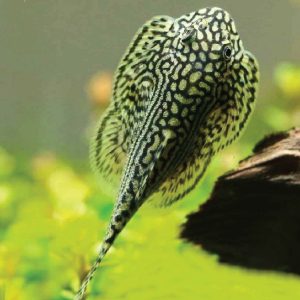 Sewellia Linelate 虎纹思凡鳅