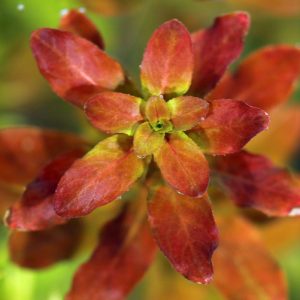 北美丁香 Ludwigia Sphaerocarpa