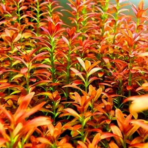夕烧 Rotala Sunset