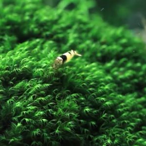 美国凤尾莫丝 US Fissiden Moss - Steel Mesh 8cm x 8cm