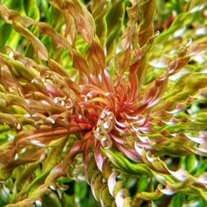 螺旋烟花 Ludwigia Inclinata "tornado"