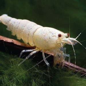 Caridina Shrimp - Snow White Crystal 白雪公主水晶虾