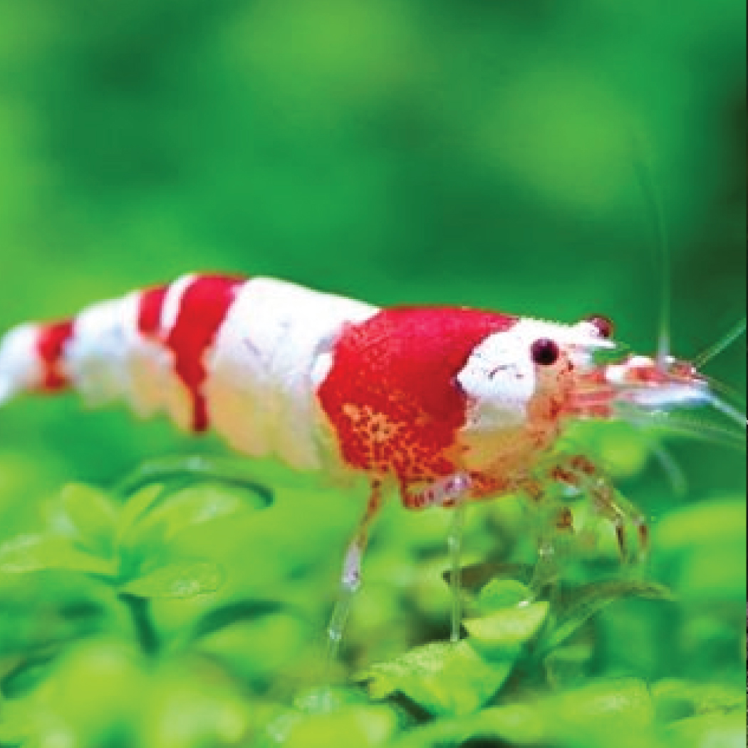 Caridina Shrimp - Crystal Red 红白水晶虾