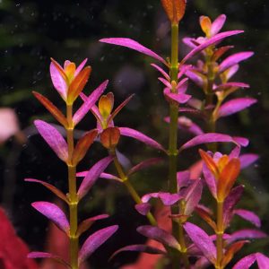 佛罗里达夕烧 Rotala Ramosior Florida