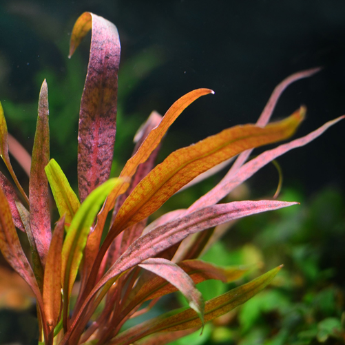 红亚比椒草 Cryptocoryne Albida ''Red''