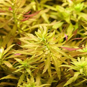 迷你新百叶草 Limnophila Hippuridoides "Mini"