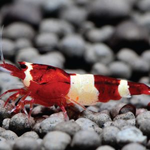 Caridina Shrimp - Wine Red King Kong 酒红金刚水晶虾