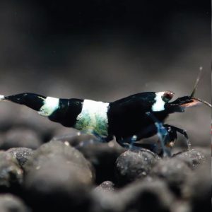 Caridina Shrimp - Black King Kong 黑金刚水晶虾