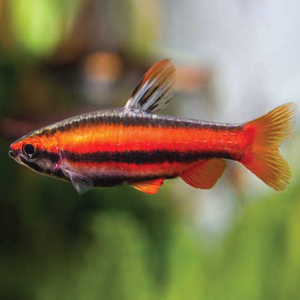 Coral Red Pencil 火焰铅笔