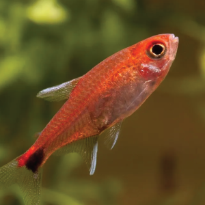 Ruby Tetra  血红露比灯