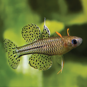 Pseudomugil Gertrudae Aru (IV) 阿魯IV型珍珠燕子