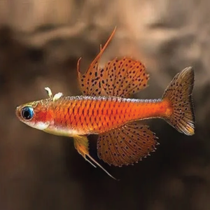 Paskai Neon Red Rainbow 橘子霓虹珍珠燕子