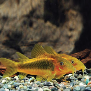 Gold Laser Corydoras 金线绿鼠