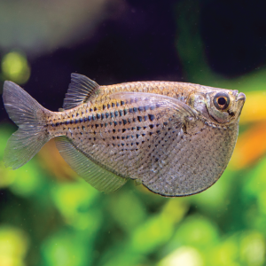 Silver Hatchet  银斧燕子