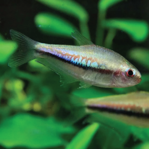 Rainbow Shiner 多彩霓虹