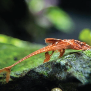 Red Lizard Whiptail  红蜥蜴直升机