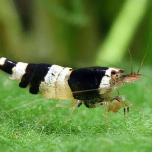 Caridina Shrimp - Crystal Black 黑白水晶虾