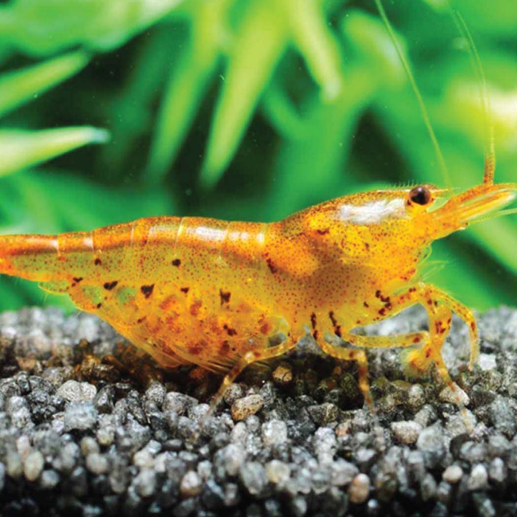 Caridina Shrimp - Orange Tangerine Tiger 香橙虎纹水晶虾