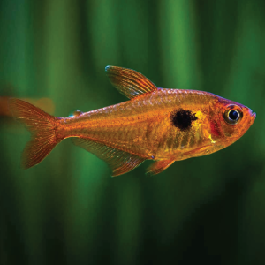 Red Phantom Tetra  红衣梦幻旗