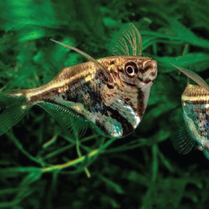 Marble Hatchet  黑间燕子